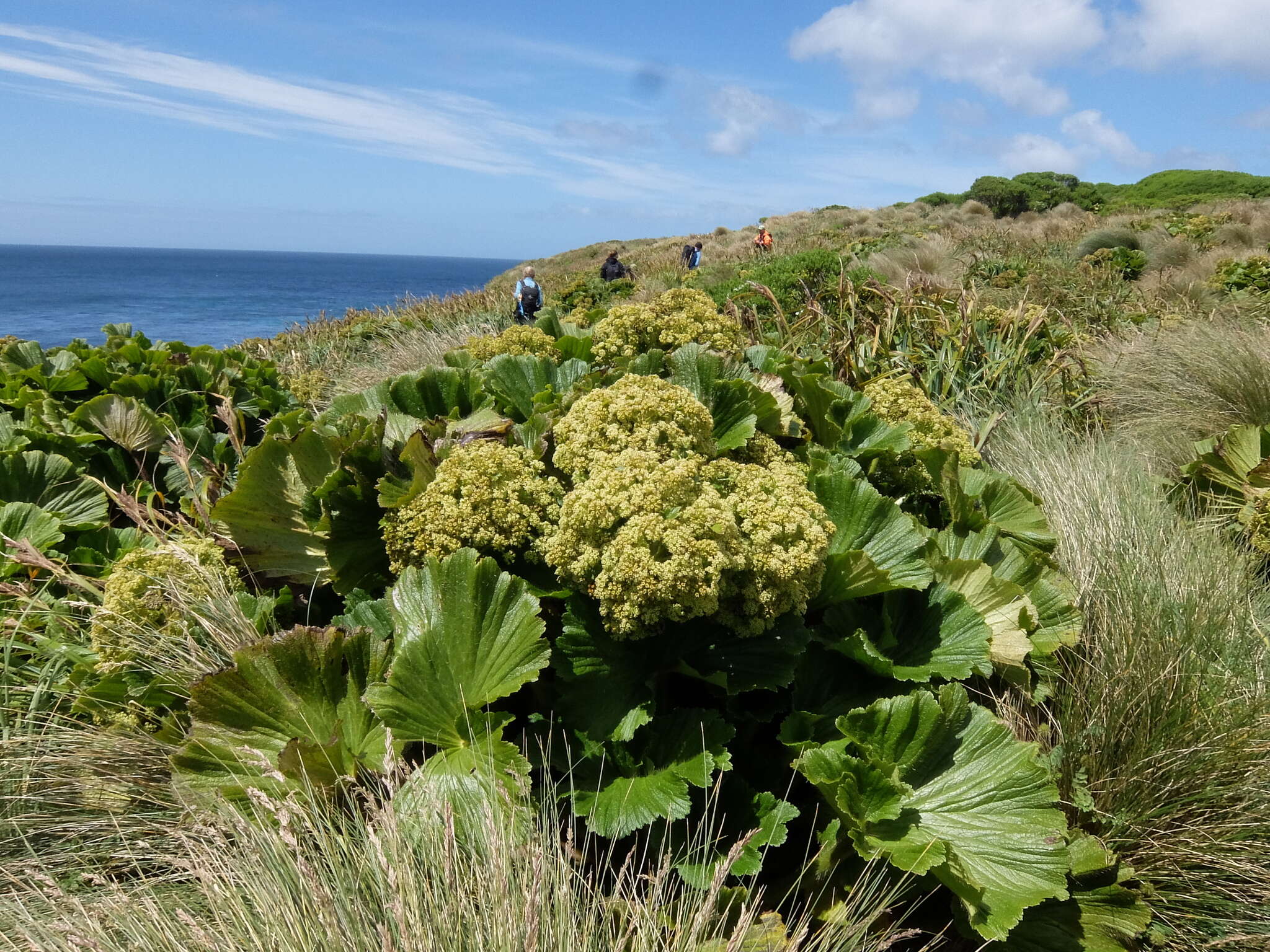 Imagem de Azorella polaris (Hombr.) G. M. Plunkett & A. N. Nicolas