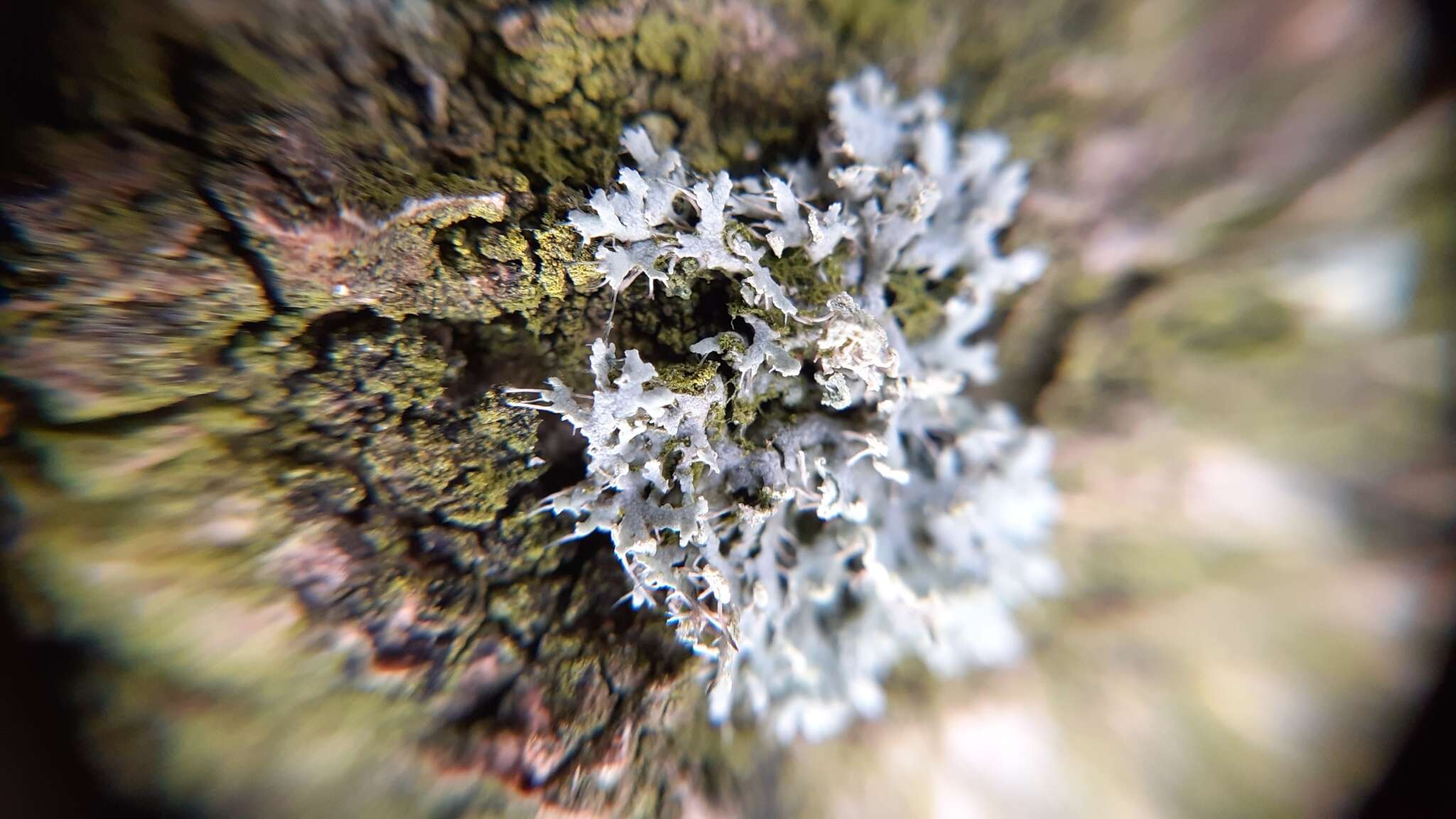 Image of rosette lichen