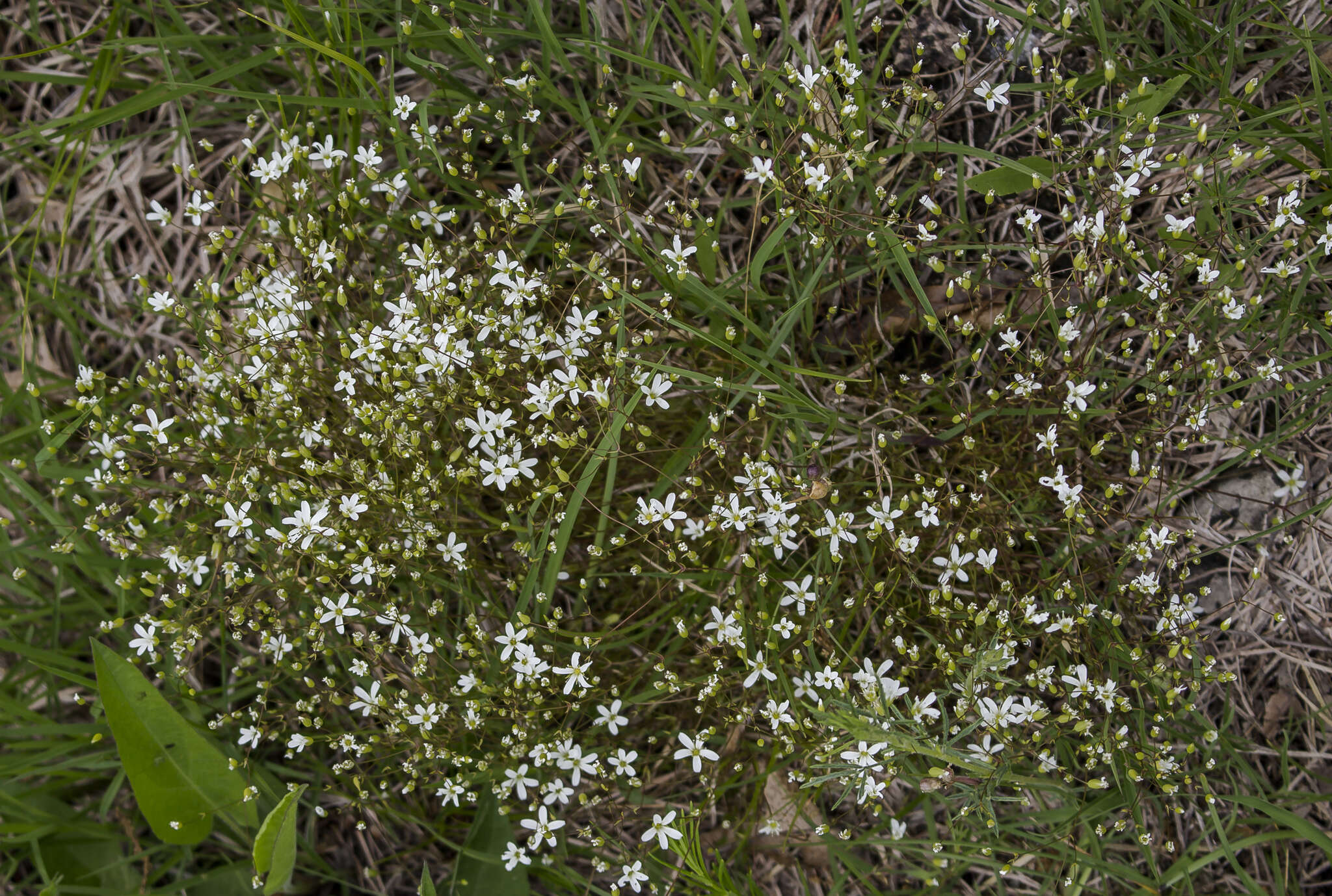 Imagem de Sabulina michauxii (Michx.) Dillenb. & Kadereit