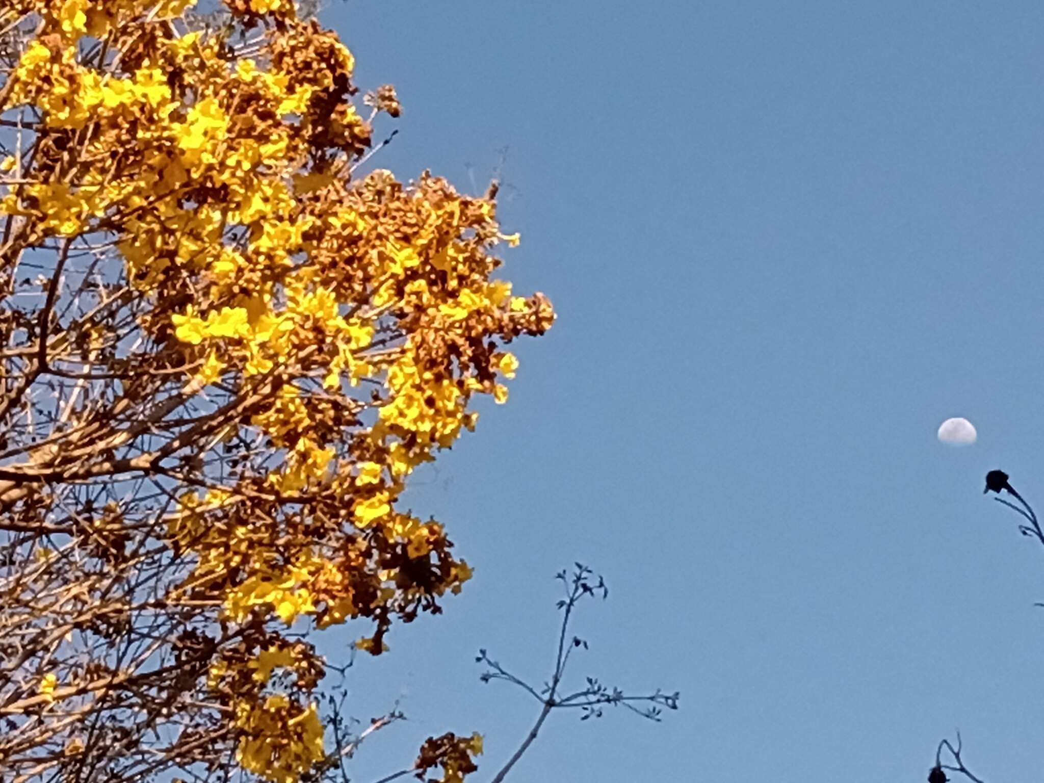 صورة Handroanthus serratifolius (Vahl) S. O. Grose