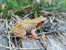 Image of Common frog