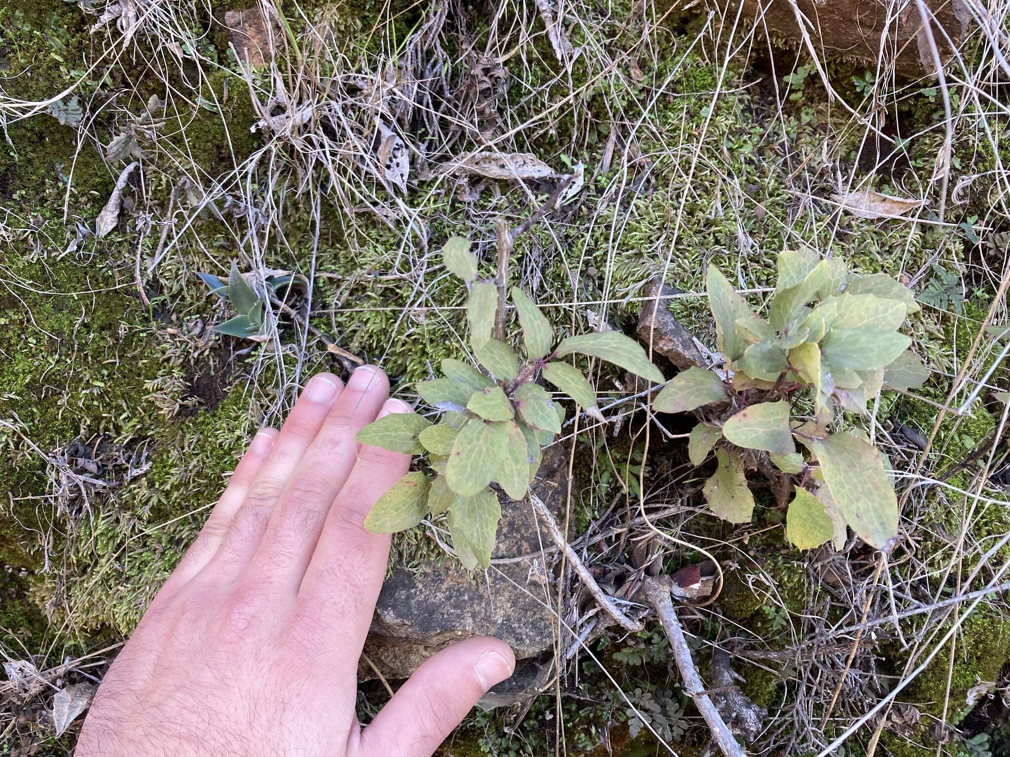 Image of Berberis claireae R. Moran