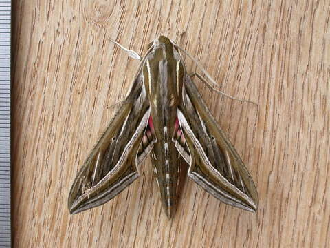 Image of Vine Hawk-Moth