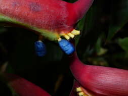 Image of Heliconia chartacea Lane ex Barreiros