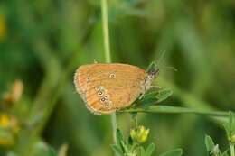 Image of False Ringlet