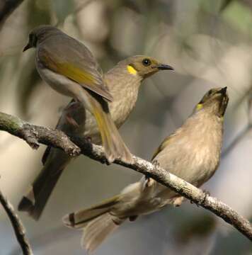 صورة Lichenostomus Cabanis 1851