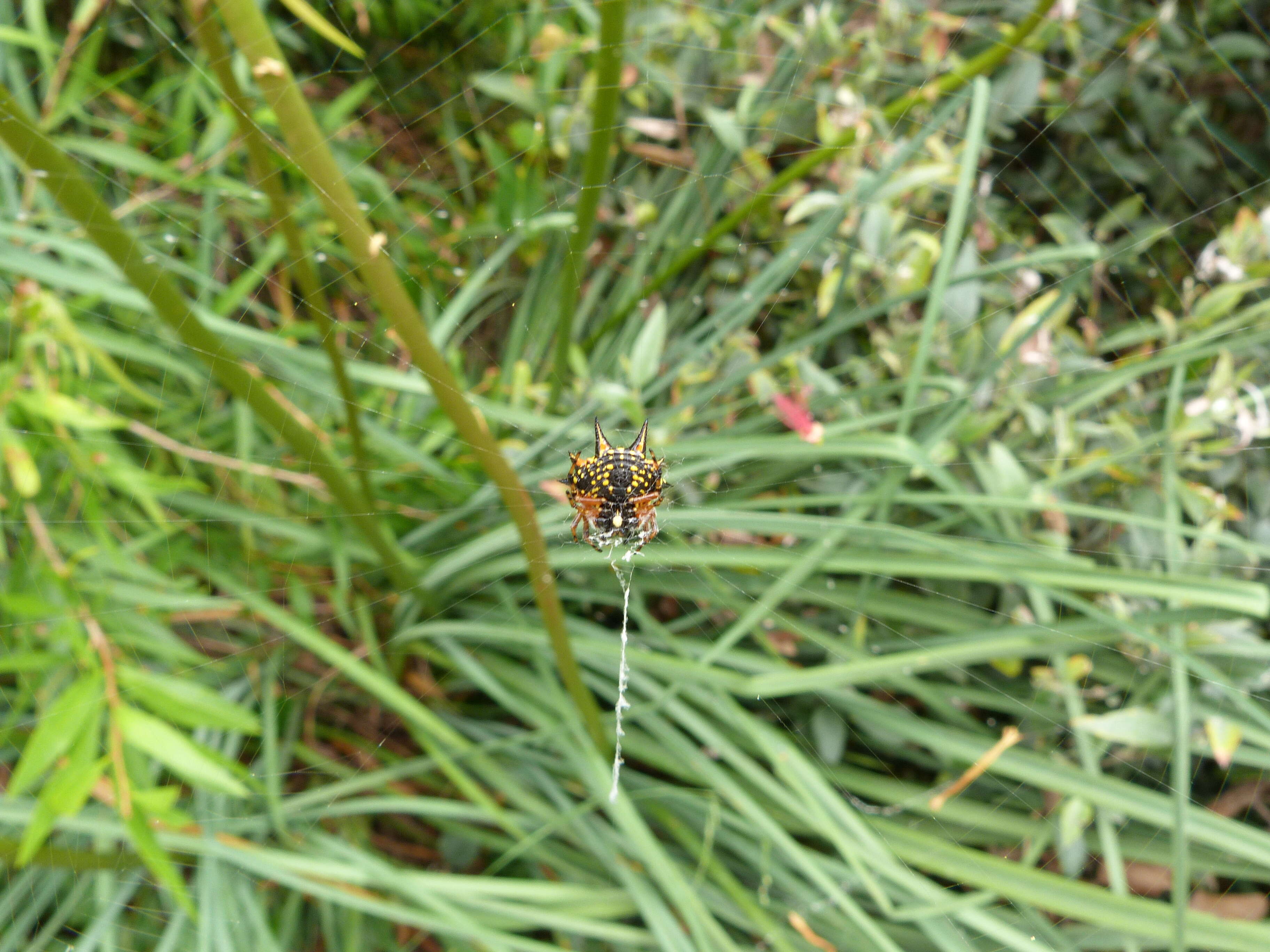 Image of Austracantha