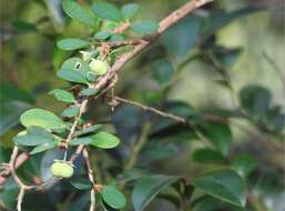 Image of Phyllanthus cochinchinensis Spreng.