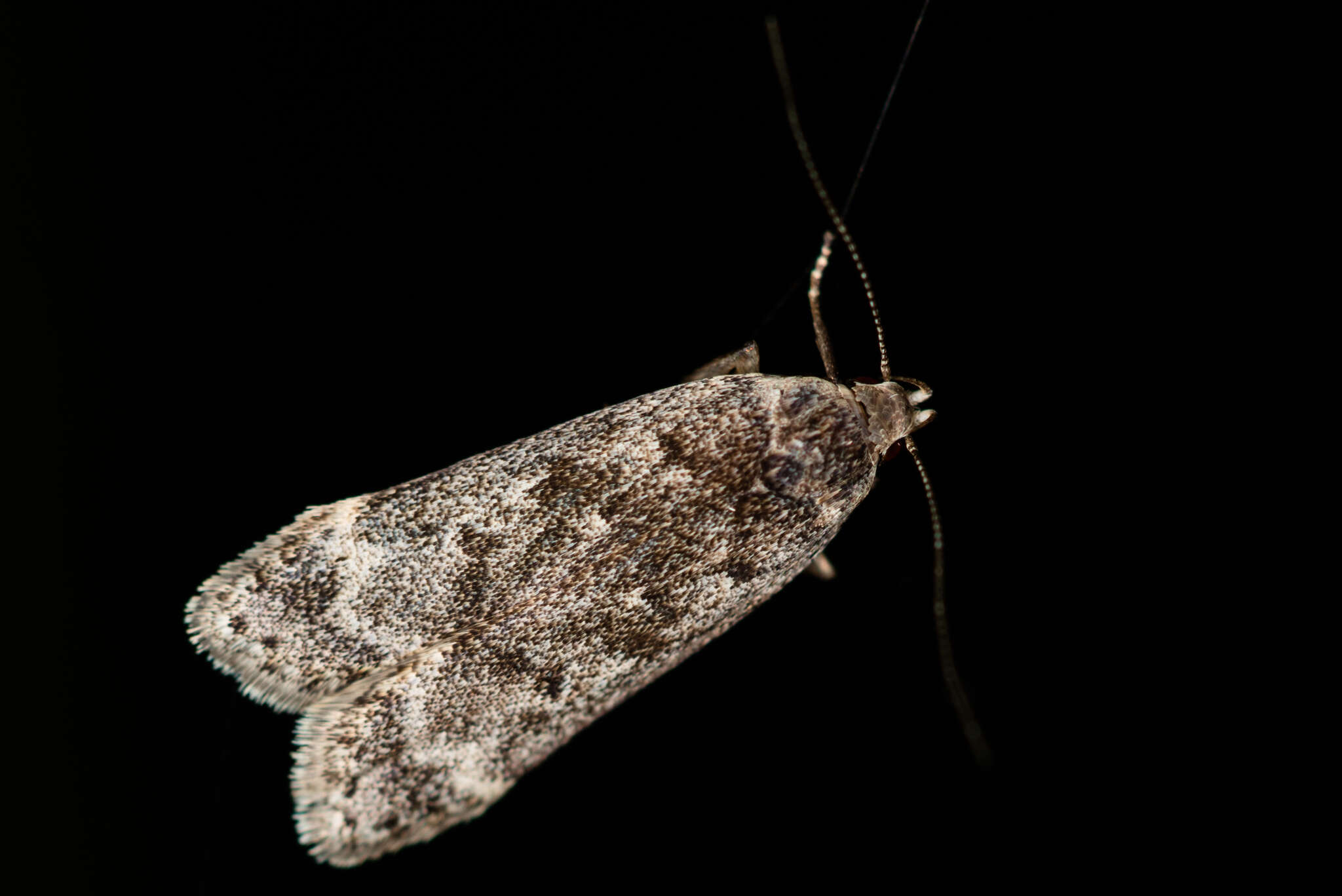 Image of Poplar leafroller