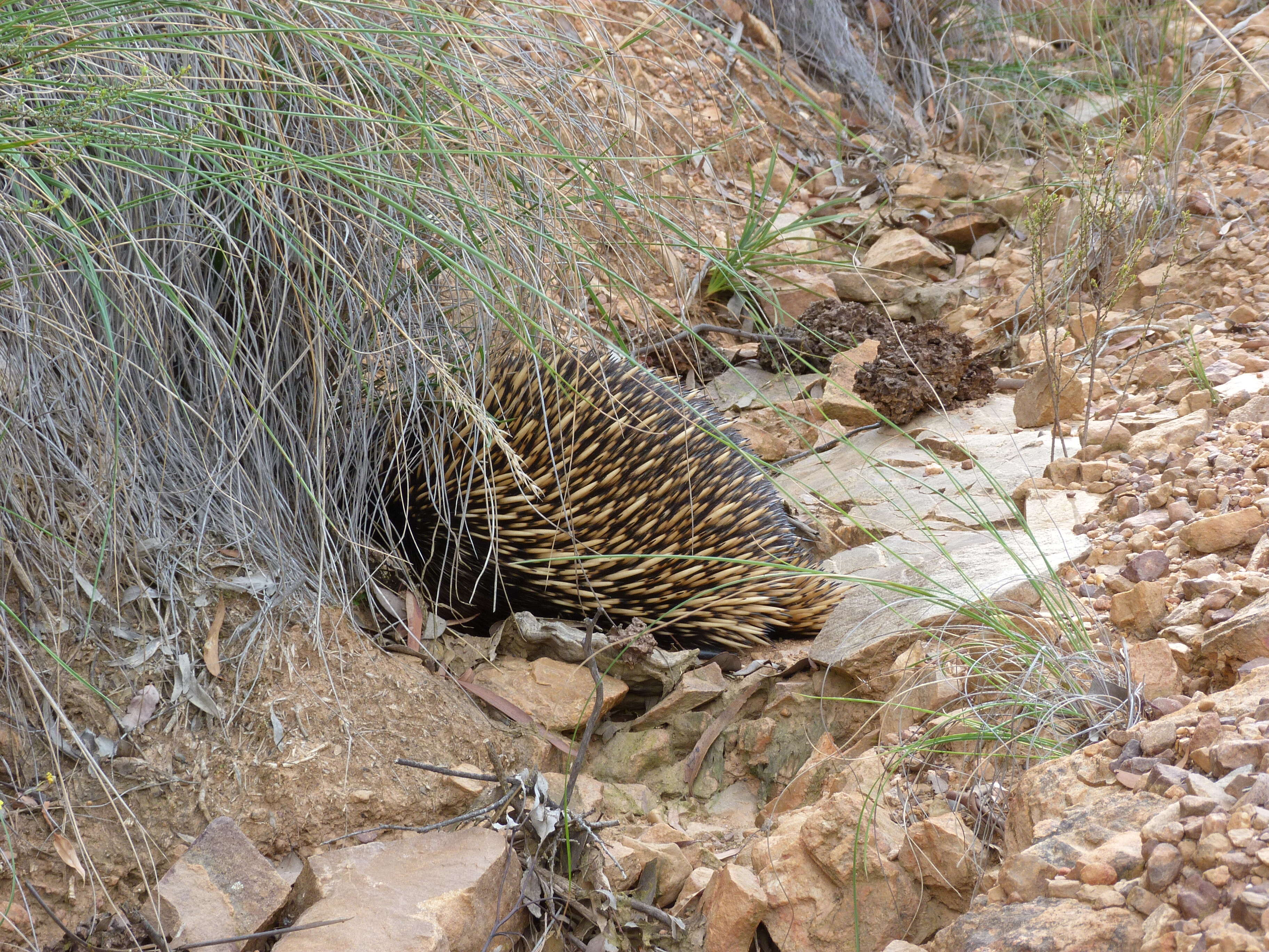 Image of Short-beaked Echidnas