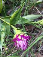 Image of Elleanthus capitatus (Poepp. & Endl.) Rchb. fil.