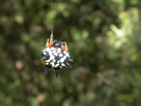 Image of Austracantha