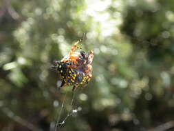 Image of Austracantha