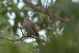 Image of Blue-spotted Dove