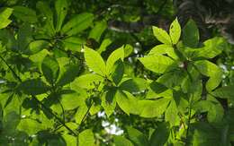 Image de Vitex triflora Vahl