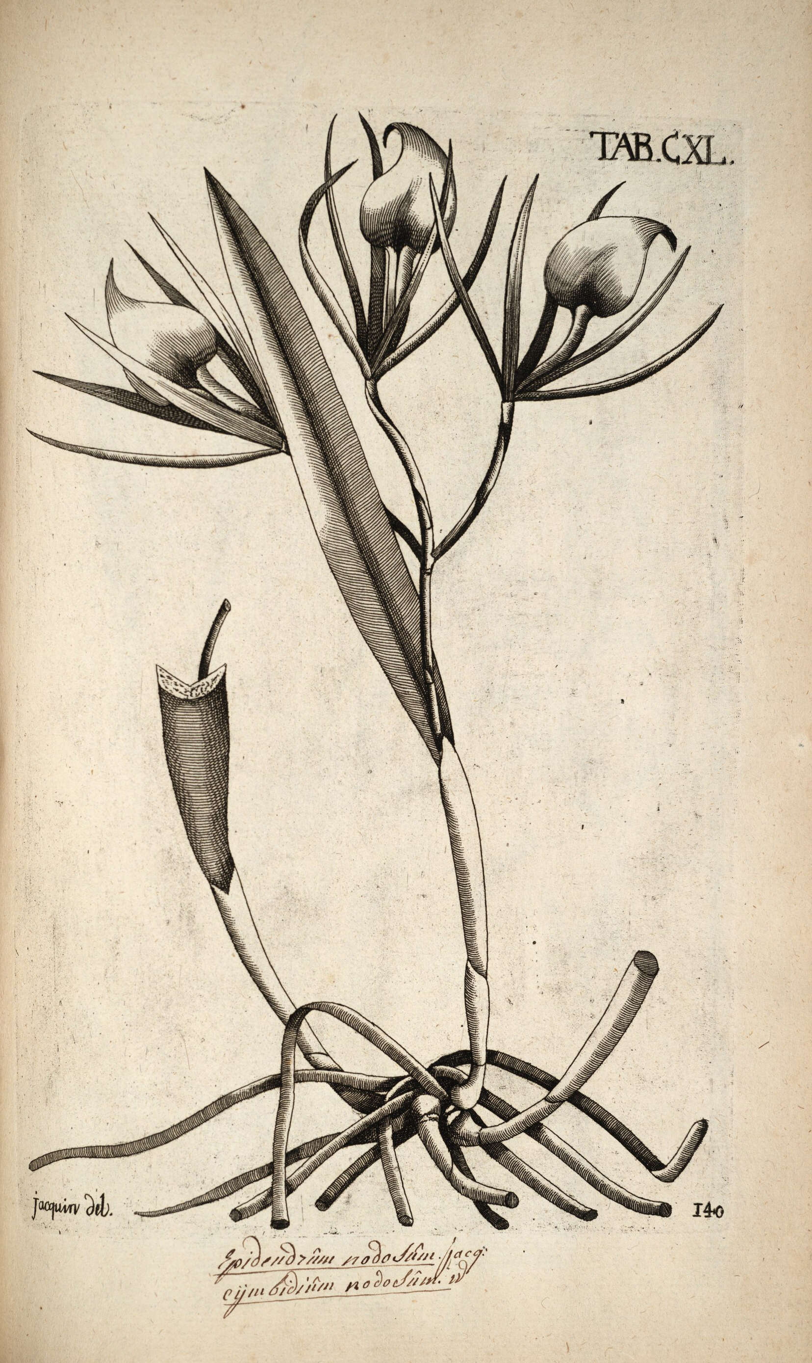 Imagem de Brassavola nodosa (L.) Lindl.