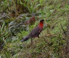 Image of Crimson Horned-pheasant