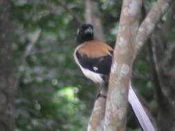 Image of White-bellied Treepie