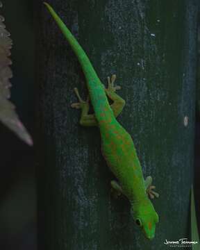 Imagem de Phelsuma astriata semicarinata Cheke 1982