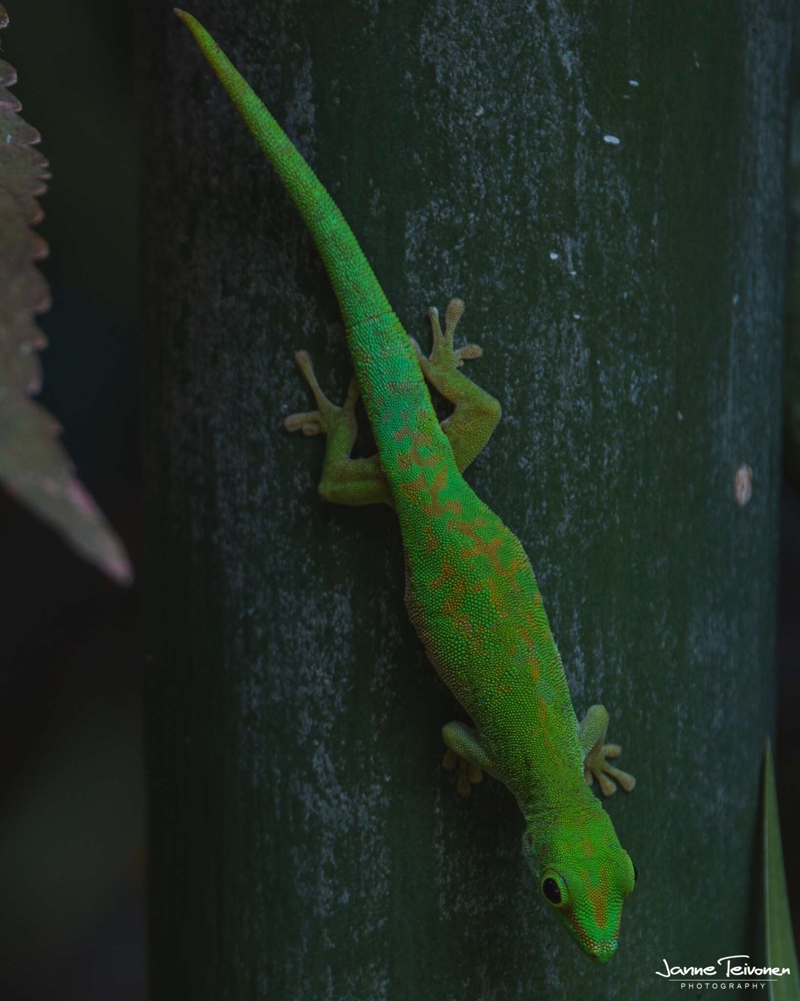 Imagem de Phelsuma astriata semicarinata Cheke 1982