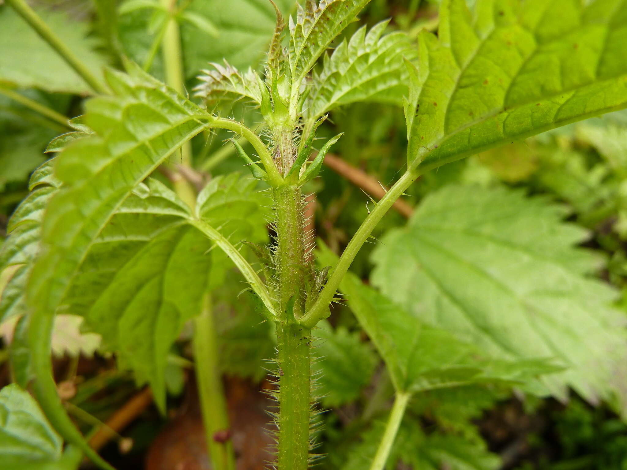 Image of Urtica kioviensis Rogow.