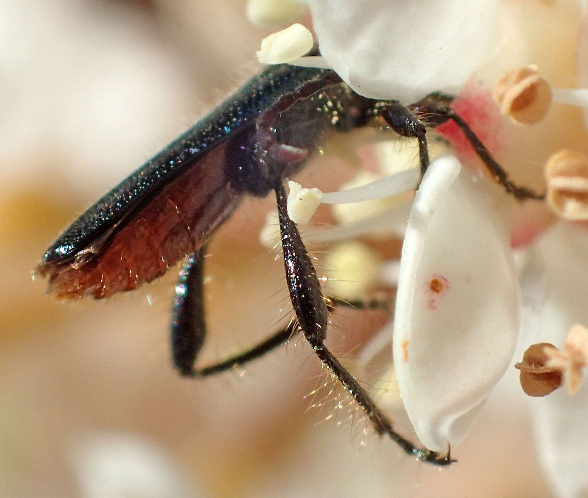 Sivun Callimus (Lampropterus) cyanipennis (Le Conte 1873) kuva