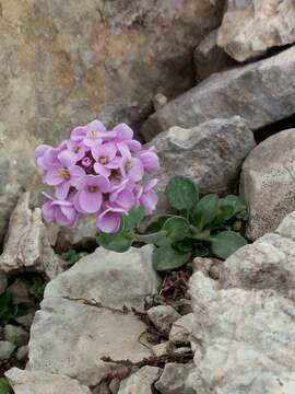 Imagem de Noccaea rotundifolia (L.) Moench