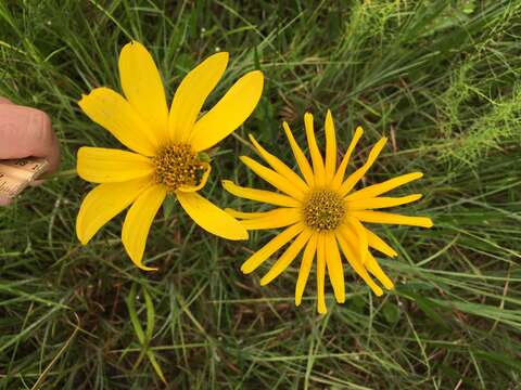 Sivun Helianthus carnosus Small kuva