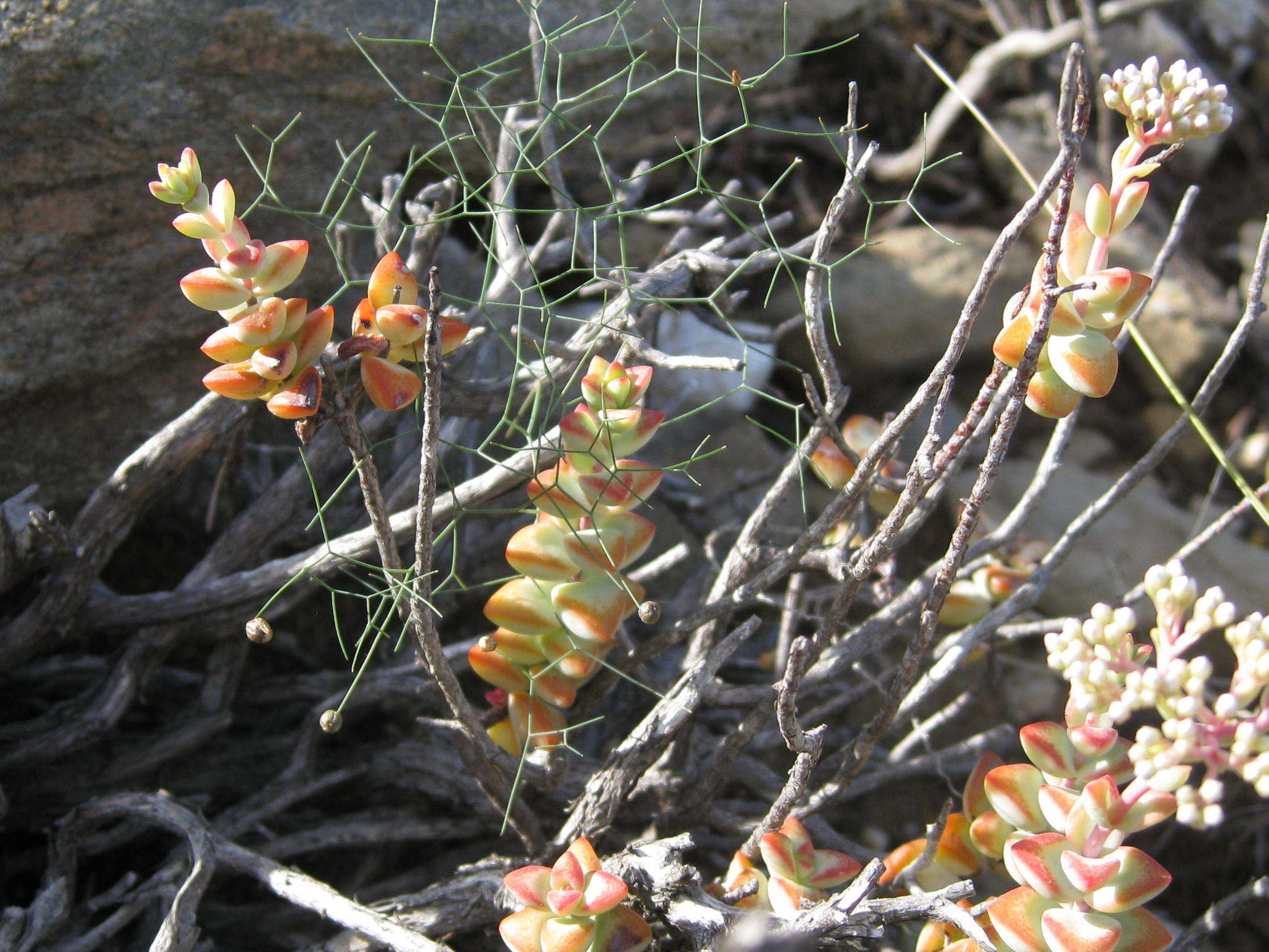 Image of Drimia intricata (Baker) J. C. Manning & Goldblatt