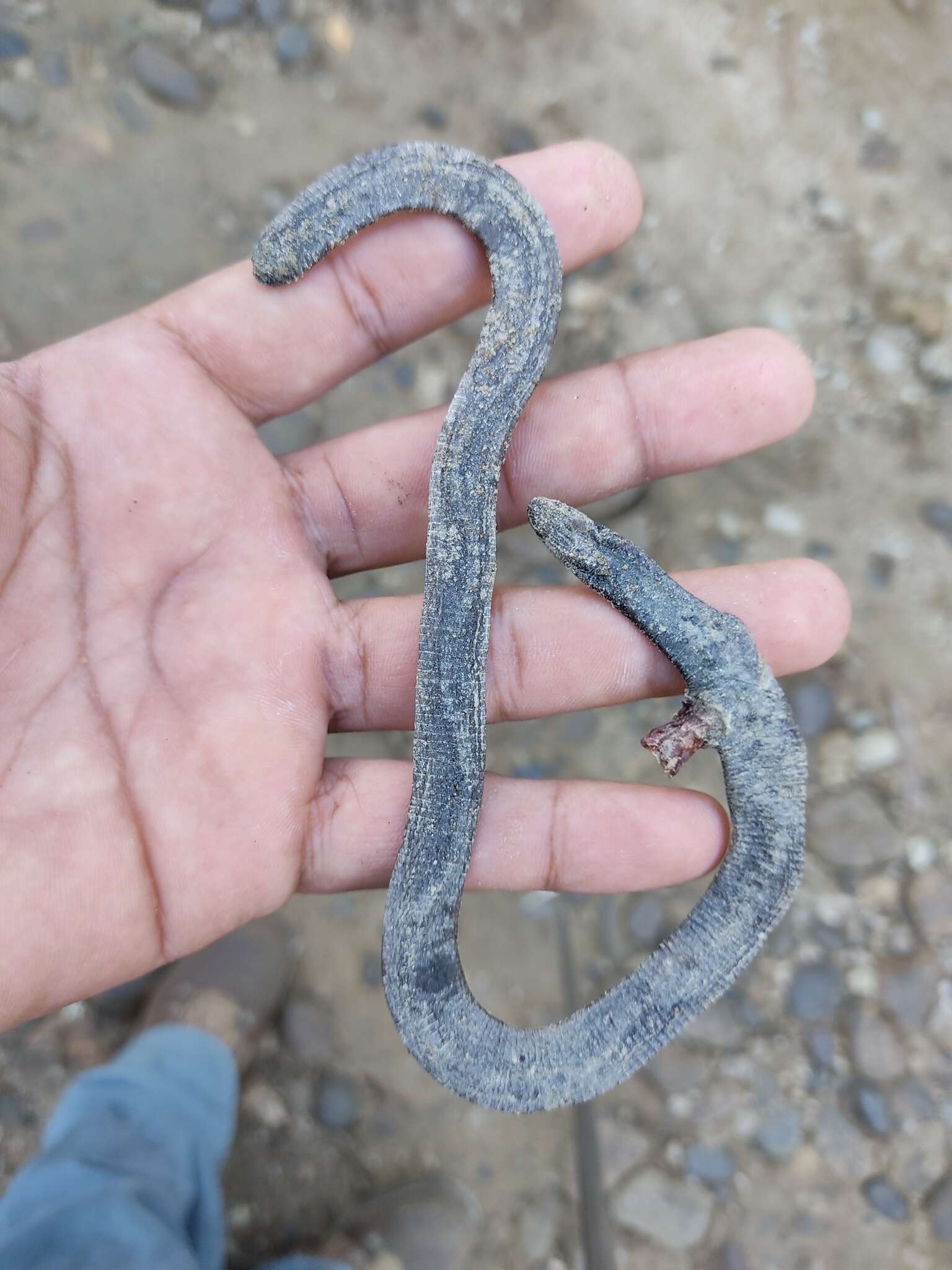 Image of Oaxacan Caecilian