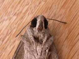 Image of convolvulus hawk moth