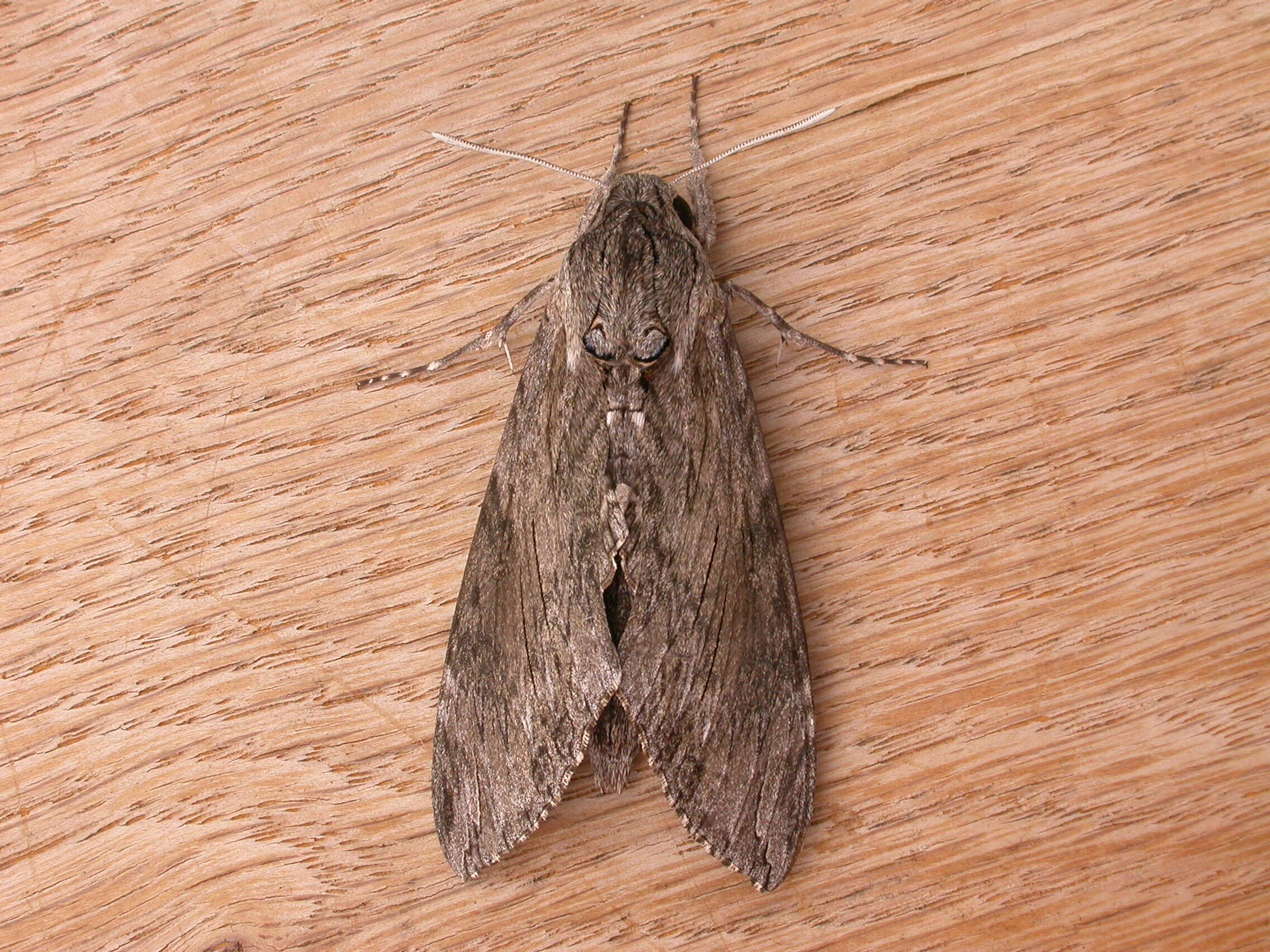 Image of convolvulus hawk moth