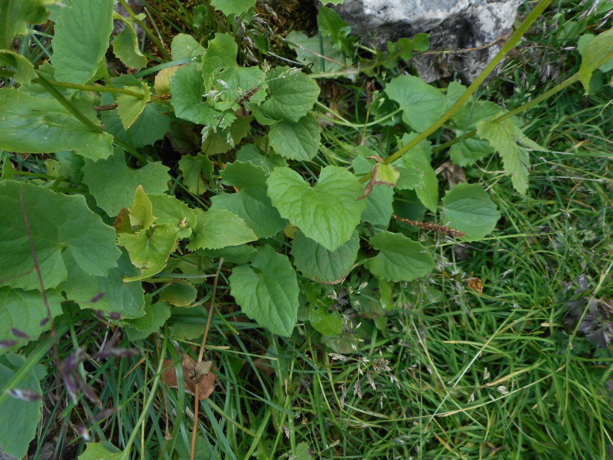 Image of Doronicum columnae Ten.