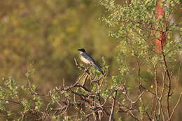 صورة Aphelocoma californica hypoleuca Ridgway 1887