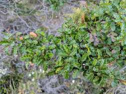 Image of Antarctic Beech