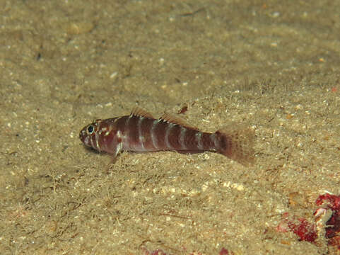 Image of Gammogobius