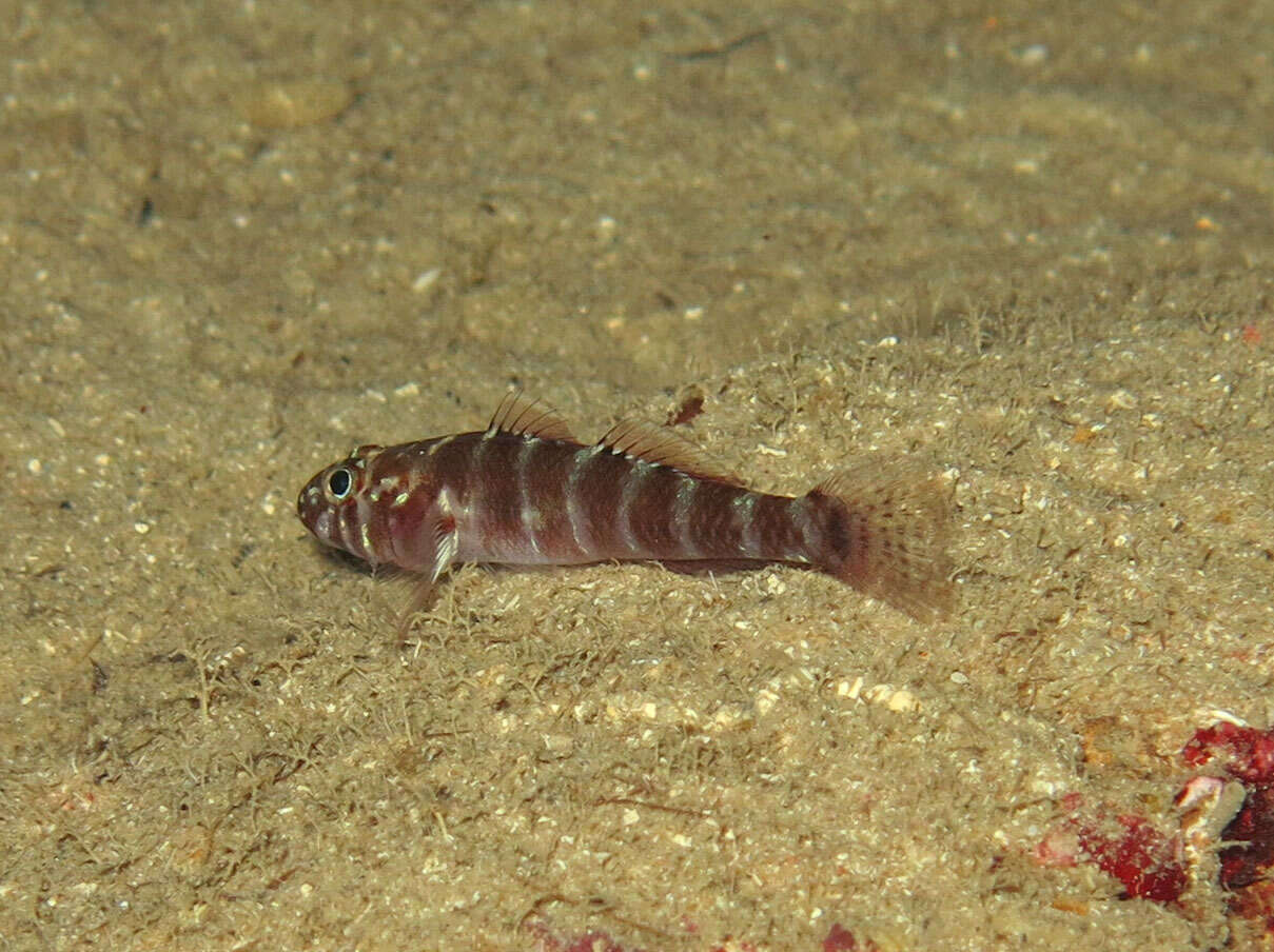 Gammogobius steinitzi Bath 1971 resmi