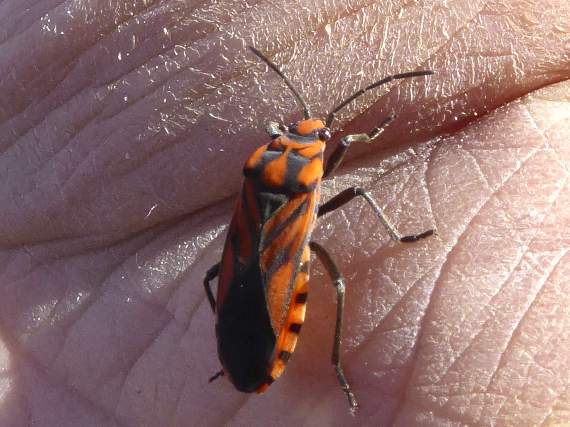 Image of Spilostethus decoratus (Stal & C. 1867)