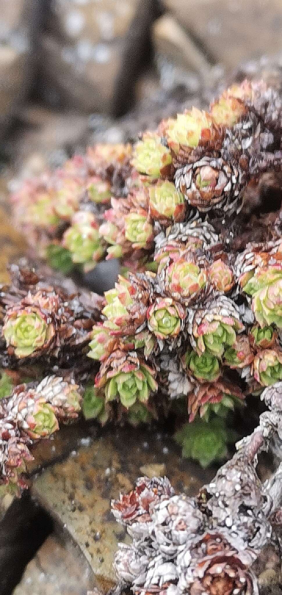 Image de Saxifraga bronchialis subsp. cherlerioides (D. Don) Hult.