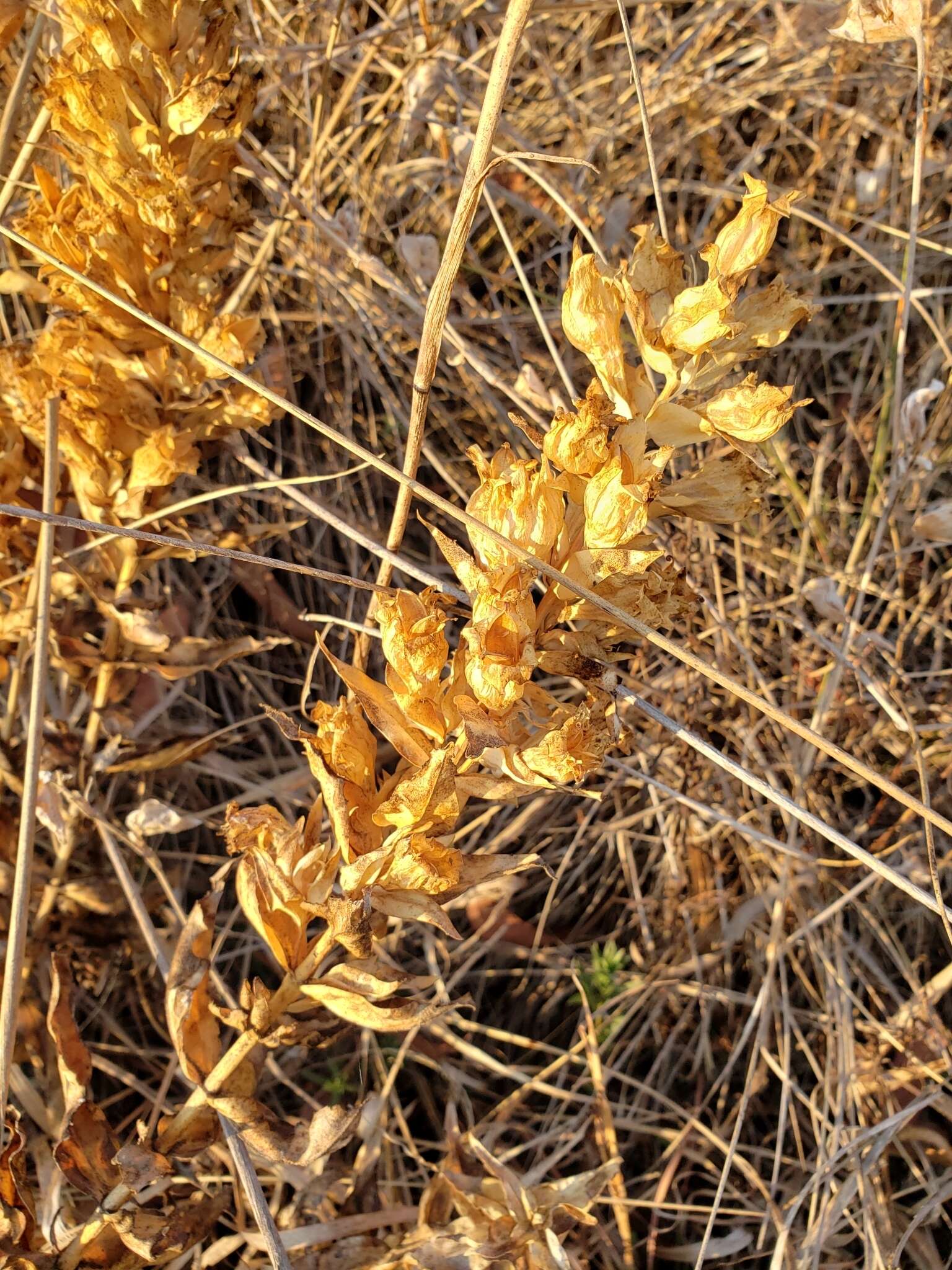 Image de Gentiana spathacea Kunth