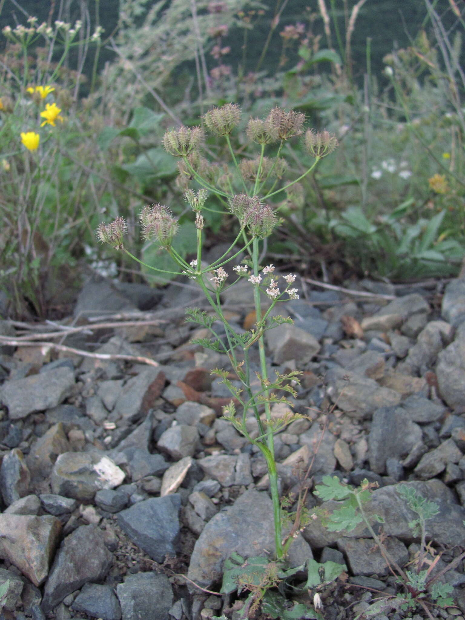 Imagem de Astrodaucus orientalis (L.) Drude