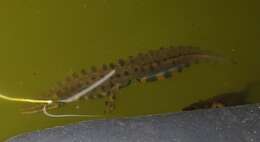 Image of Smooth Newt