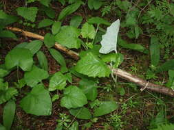 Image of American trailplant