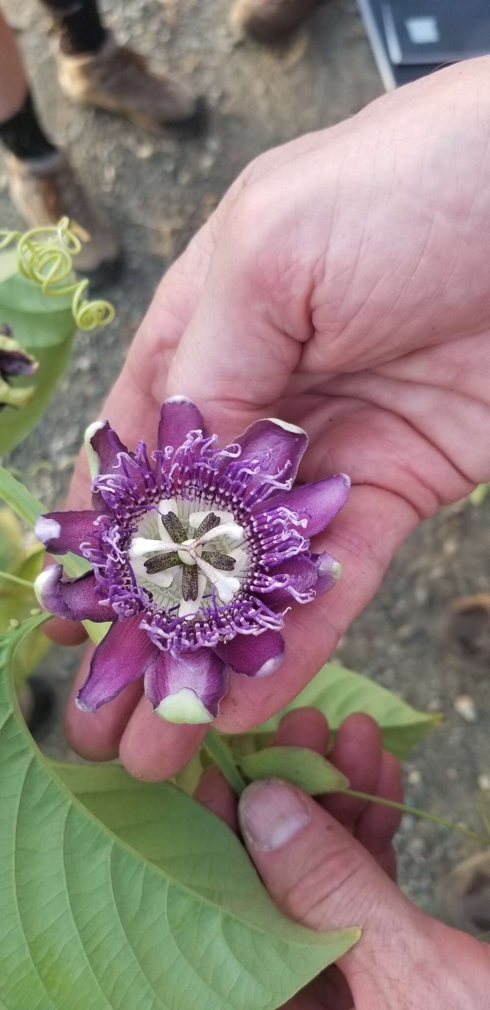 Plancia ëd Passiflora quadrangularis L.