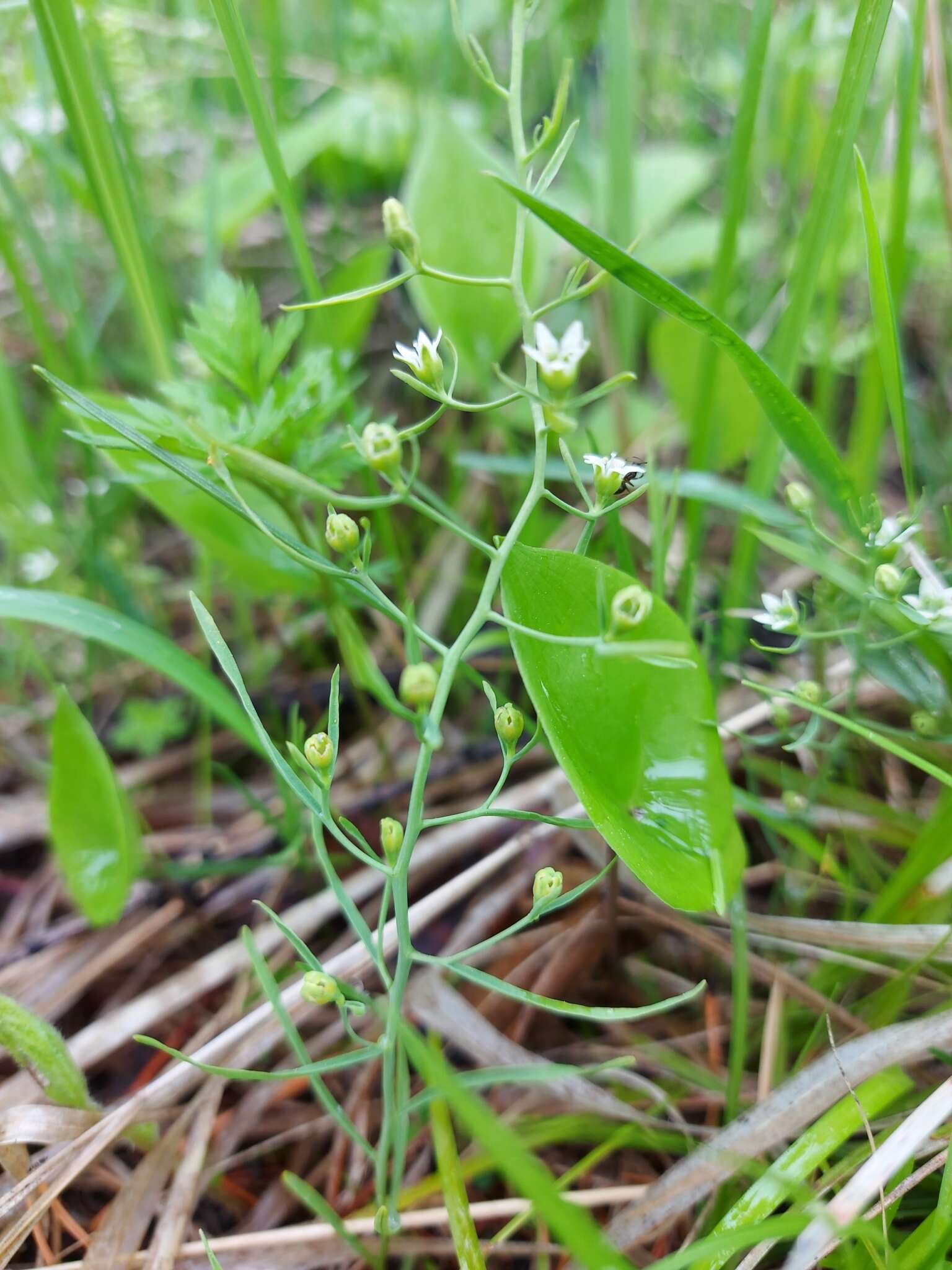 Image of Thesium repens Ledeb.