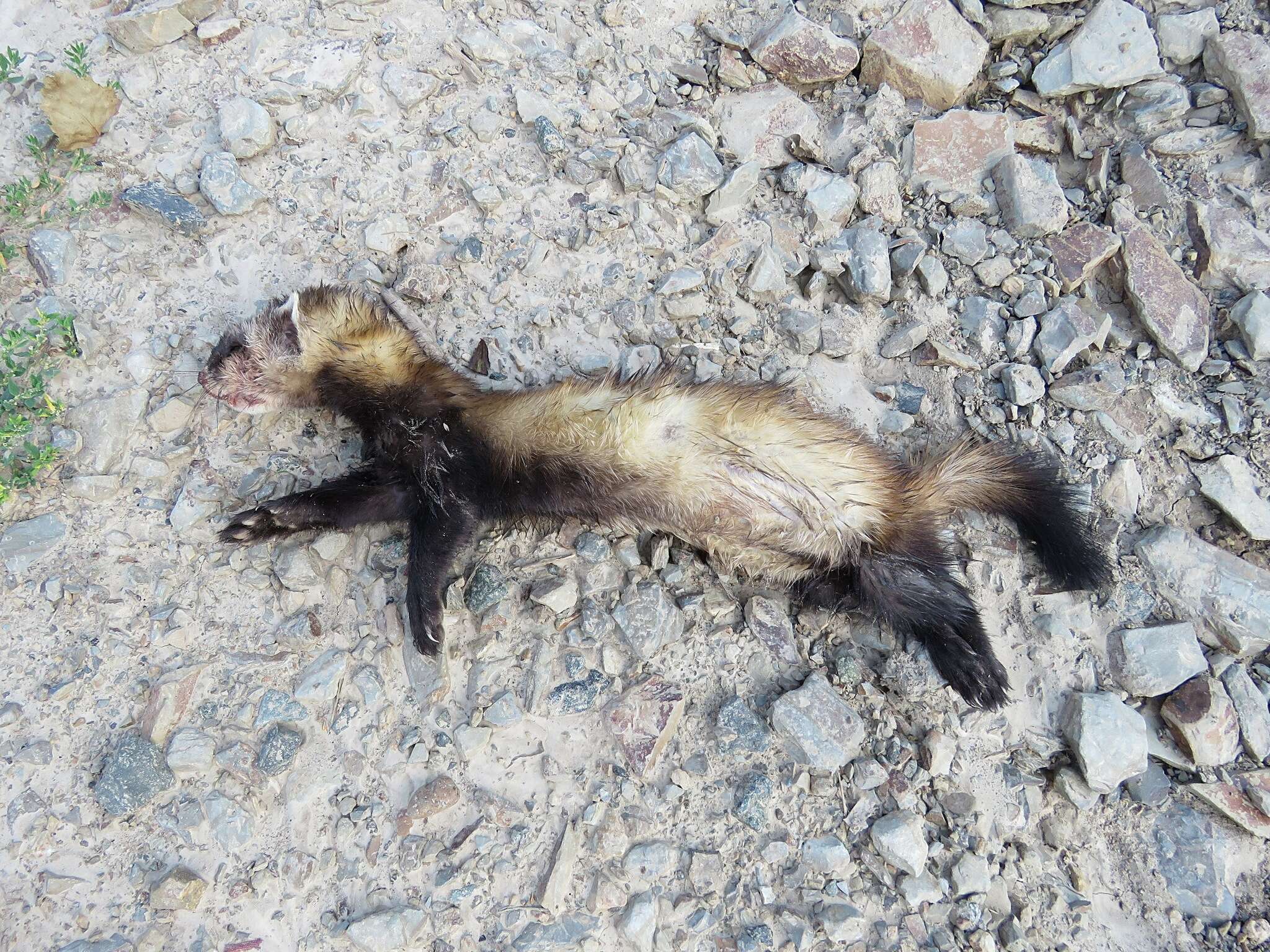 Image of Steppe Polecat