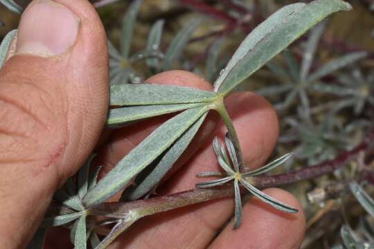 Imagem de Lupinus argenteus var. argenteus