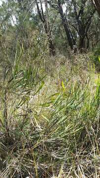 Image of Stirlingia latifolia (R. Br.) Steudel