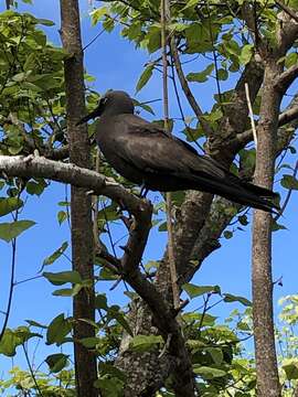 Anous tenuirostris (Temminck 1823) resmi