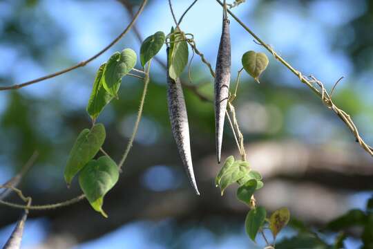 Image of Matelea velutinoides W. D. Stevens